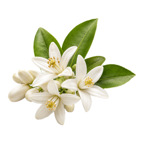 Flor de Azahar