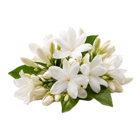 Flor de Naranjo