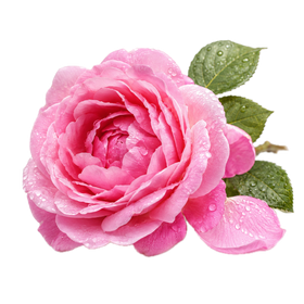 Rosa turca