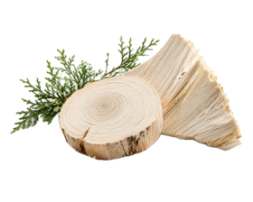 Cedro blanco