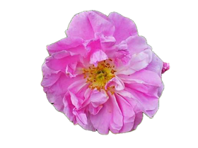 Rosa de damasco