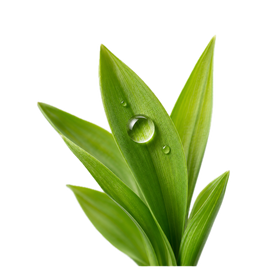 Notas verdes