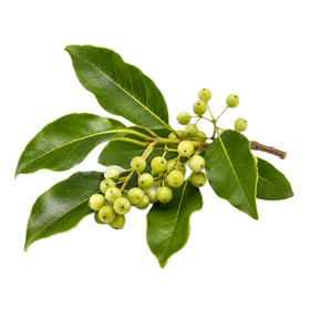 Litsea