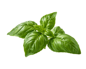 Albahaca