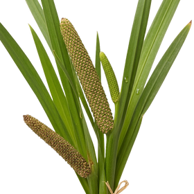 Cálamo aromático