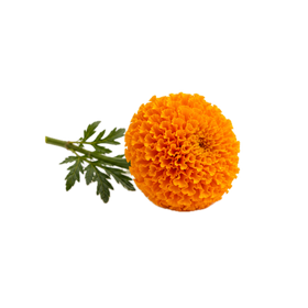 Caléndula Africana