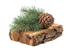 Cedro