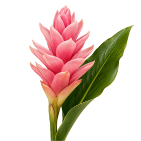Flor de Jengibre Australiano