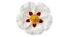 Ládano