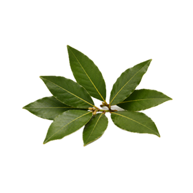 Laurel 