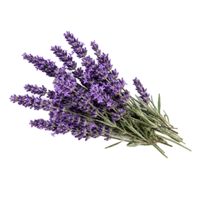 Lavanda