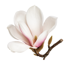Magnolia China