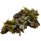 Musgo de roble