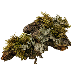 Musgo de roble