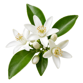  Neroli 