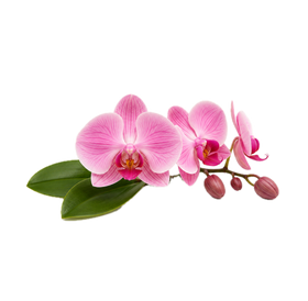 Orquidea