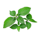 Pachuli