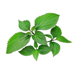 Pachuli
