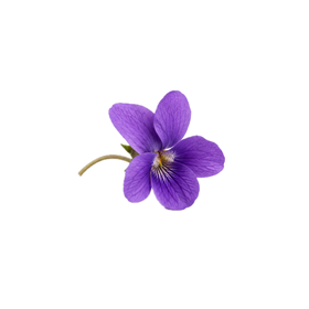 Violeta