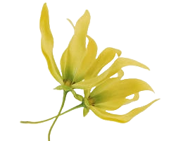 Ylang Ylang